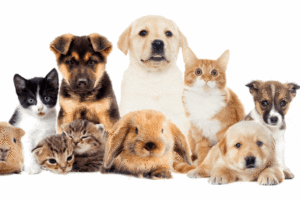 Pet Safety
